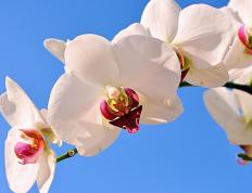 开云体育登录-莫兰特关键先生闪耀，太阳稳稳拿下魔术迎连胜