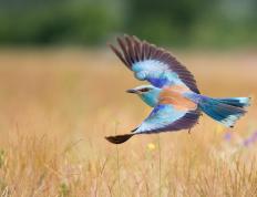 开云体育-一剑封喉！马刺淘汰快船，英格拉姆关键战不手软谱写新传奇