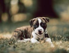 开云体育APP下载-奥亚尔萨瓦尔一战封神！足球篮球的跨界共鸣