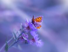 开云官网-戈贝尔统治攻防奇才稳胜国王，关键先生助球队锁定胜局