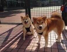 开云体育在线-字母哥全能数据统治攻防，雄鹿力克篮网展冠军相