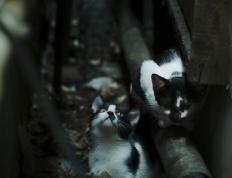 开云APP-北非雄狮的黄昏，加纳撕裂摩洛哥防线，楚阿梅尼在美加墨升起王旗