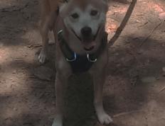 开云官网-黄蜂的节奏艺术与乔治的总决赛主宰，掌控与接管的双重奏