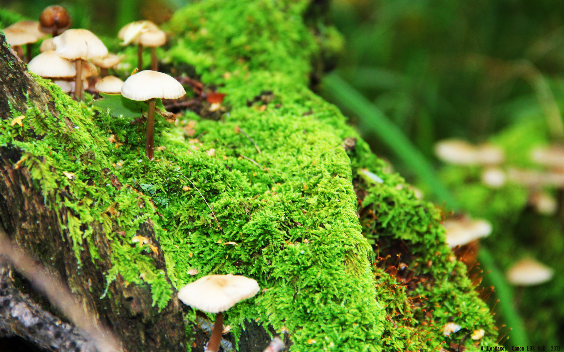 开云体育官方网站-大西洋的风吹过天山，从美加墨世界杯焦点战到凯尔特人轻取新疆队的体育全球化图景