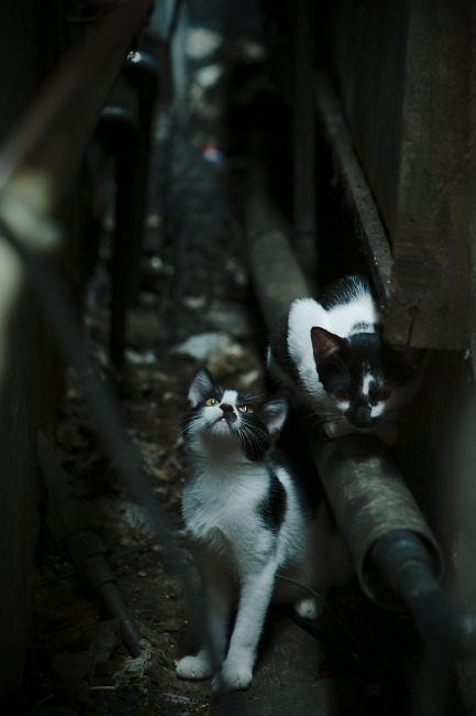 开云APP-北非雄狮的黄昏，加纳撕裂摩洛哥防线，楚阿梅尼在美加墨升起王旗