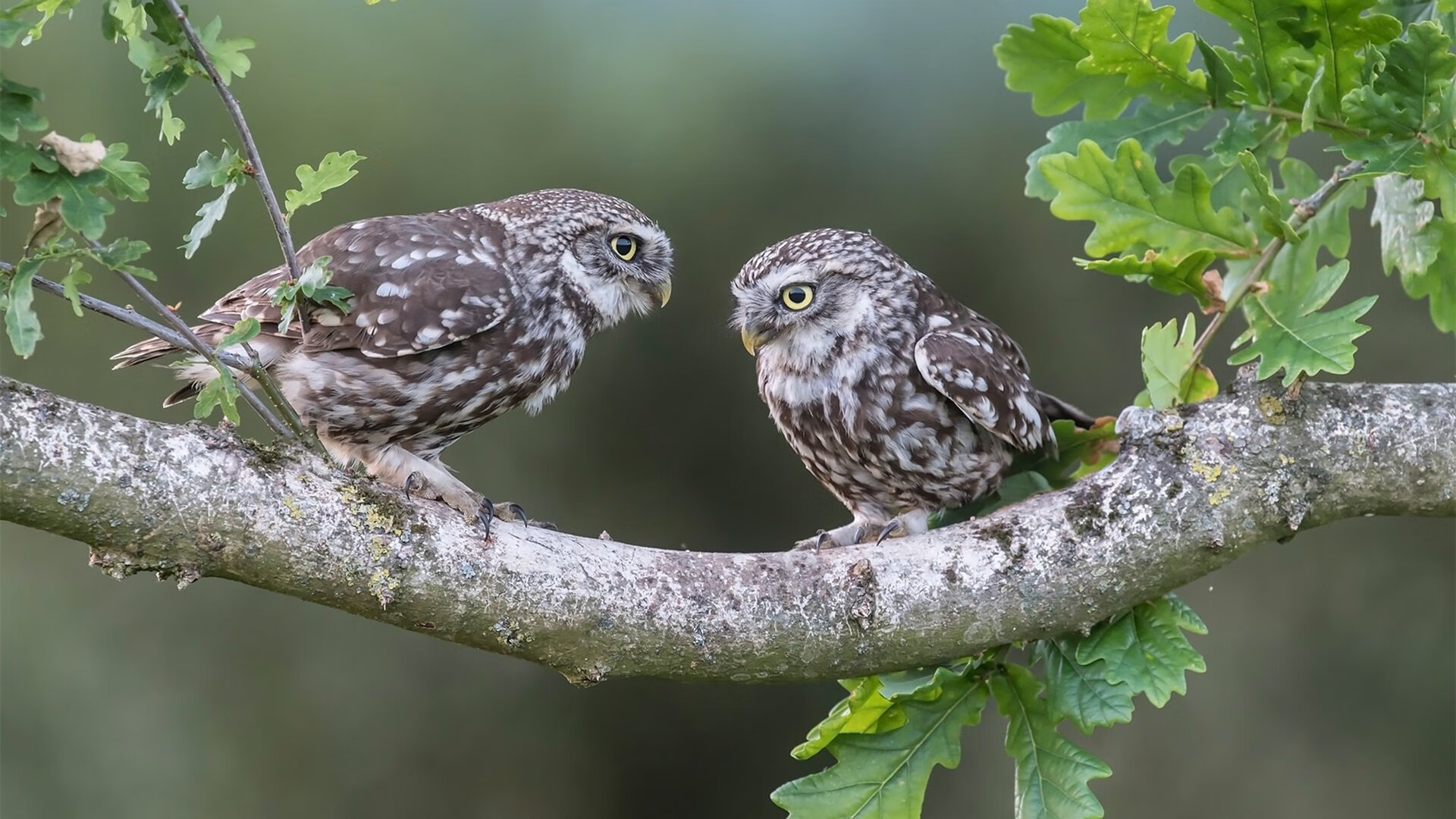 开云体育入口-战术革命还是警钟长鸣？智利队用打穿战术逼问中国足球未来