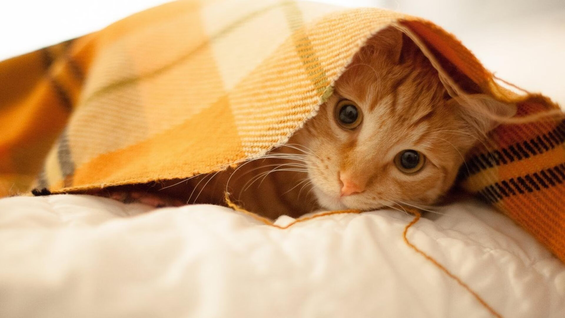 开云体育下载-跨界风暴，深圳队掀翻太阳与库里在美加墨世界杯的统治表现