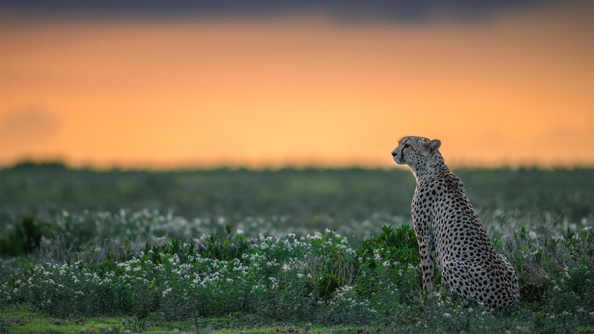 开云体育官方网站-双星闪耀夜,太阳灼热火焰,乔治主宰意甲绿茵
