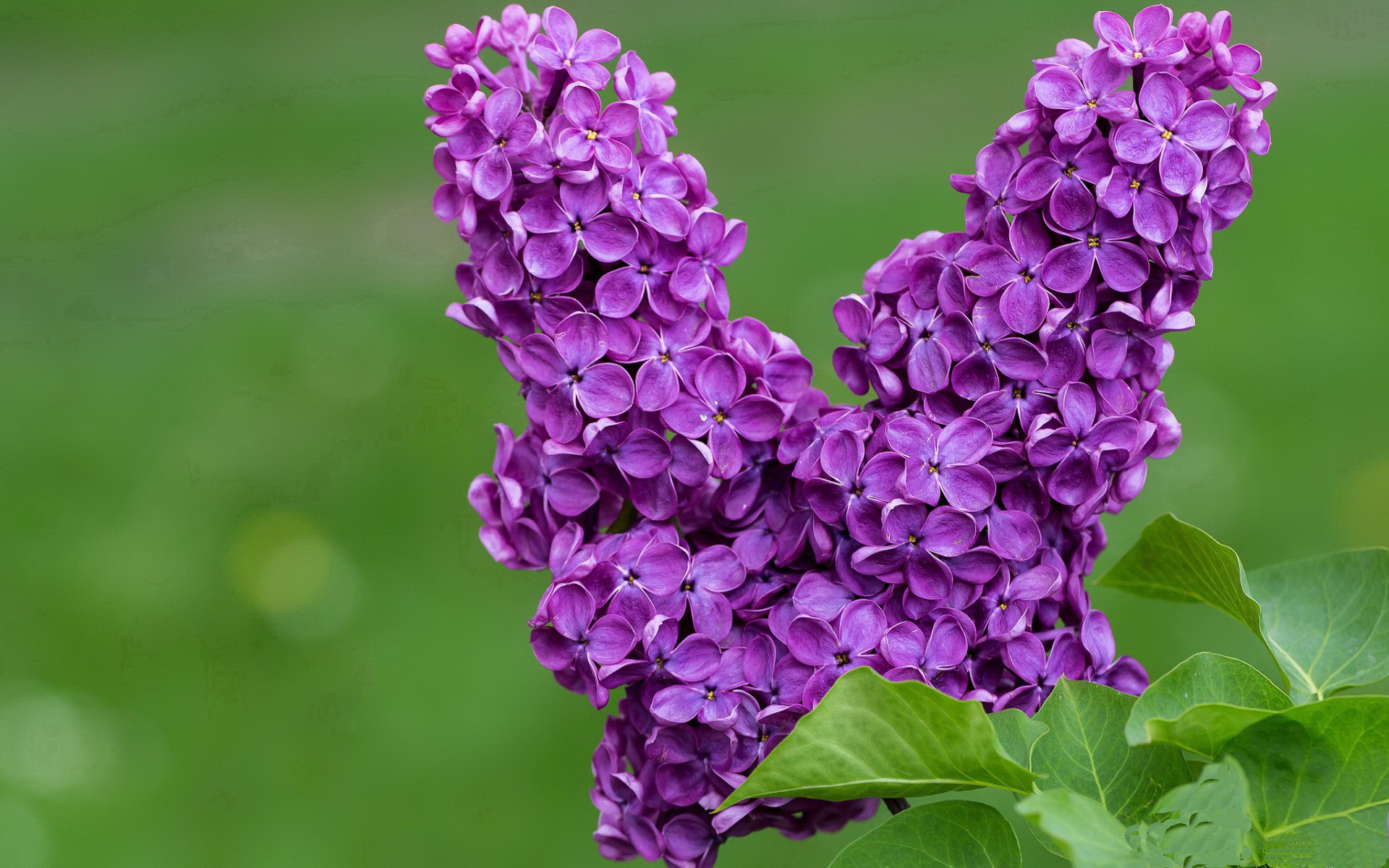 开云下载-开拓者横扫掘金!莫兰特23+11正名之战,我不是未来,是现在