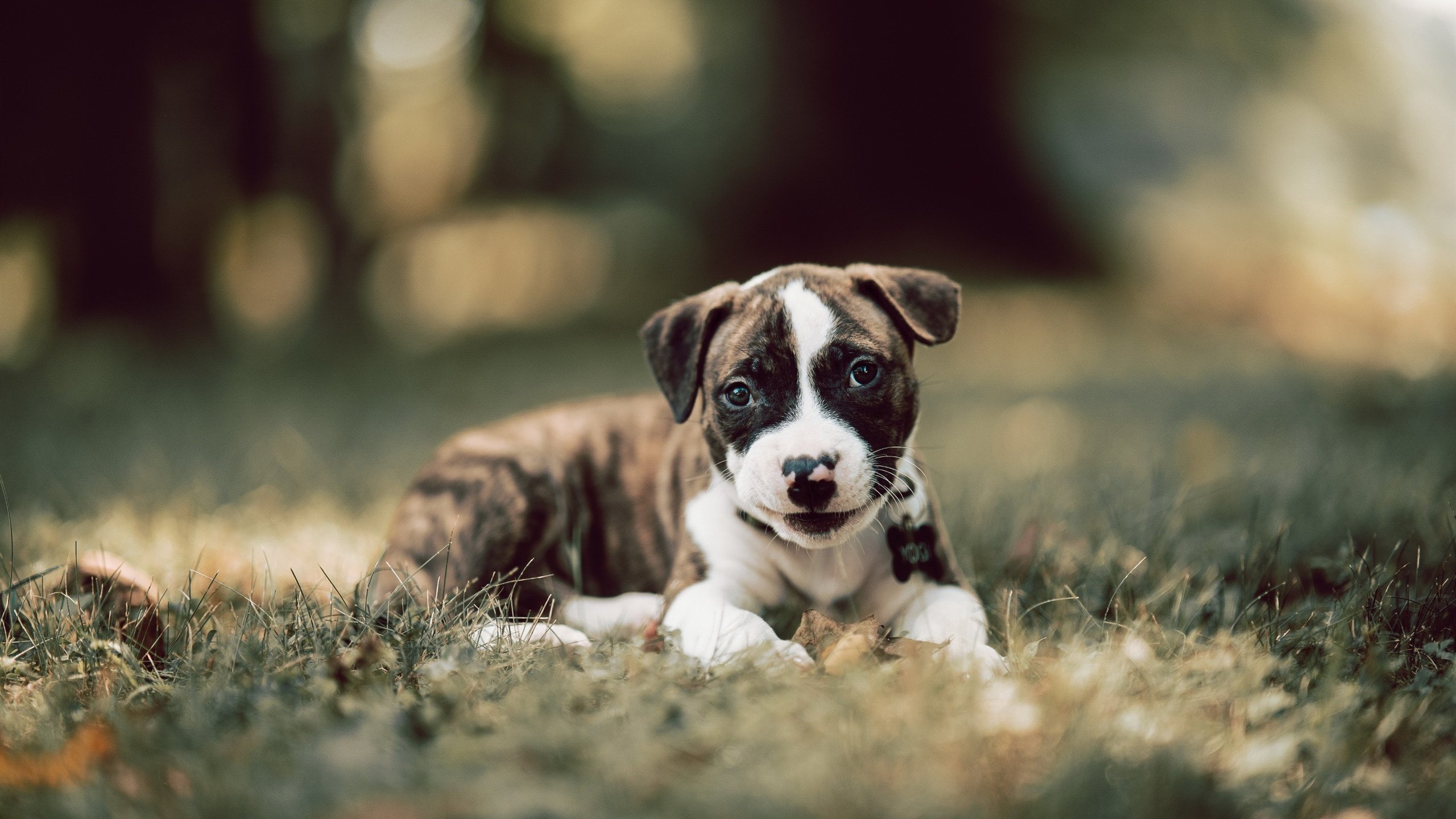 开云APP-新生代风暴!文班亚马摧垮快船壁垒,鹈鹕客场大捷