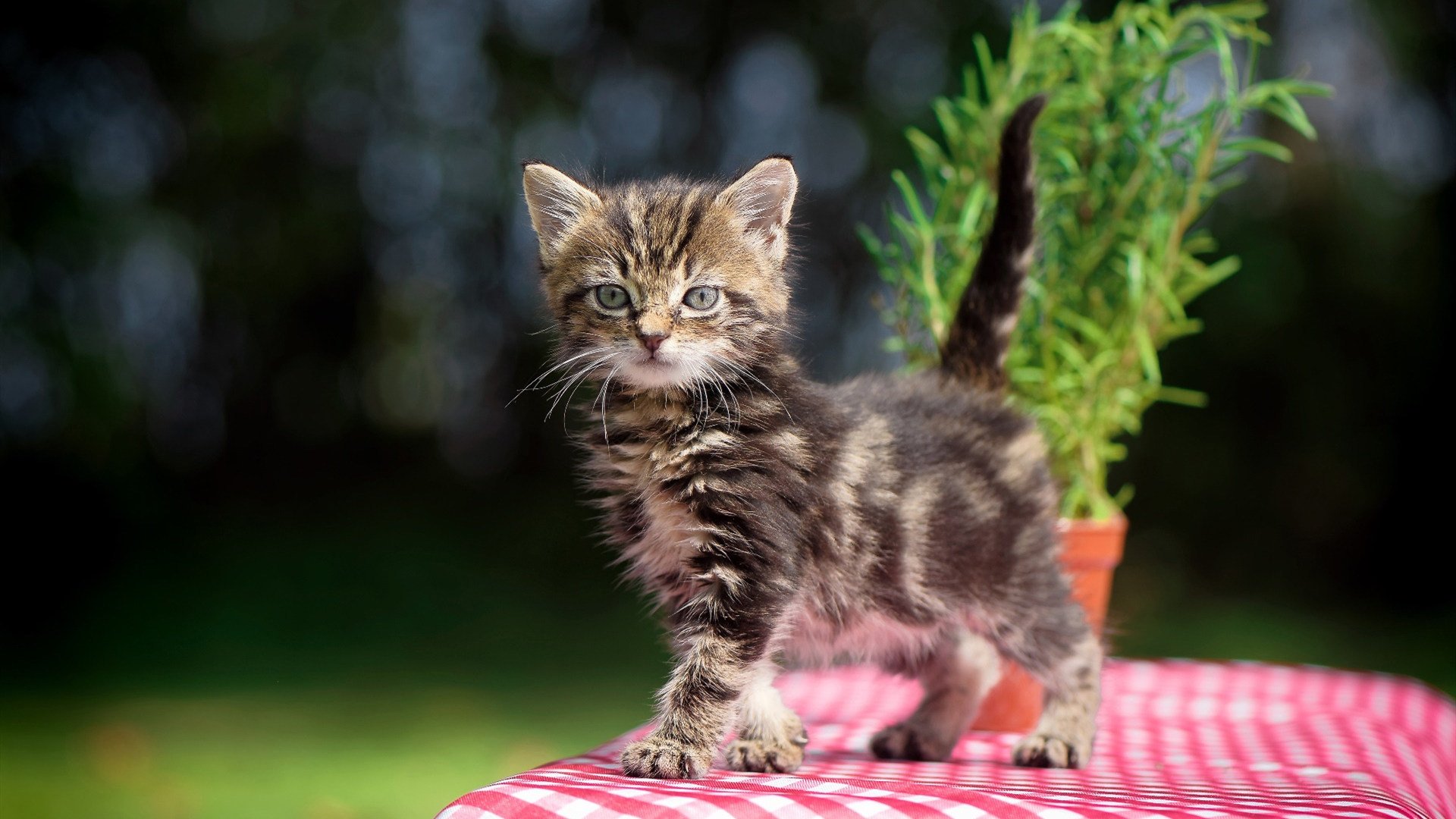 开云官网-美加墨世界杯之夜,阿劳霍铸就无解防线,对手的绝望与传奇的诞生