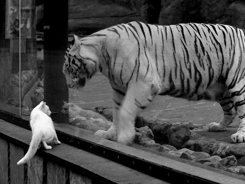 开云体育平台APP-关键球先生！詹姆斯一锤定音，上海血拼广东书写历史级对决