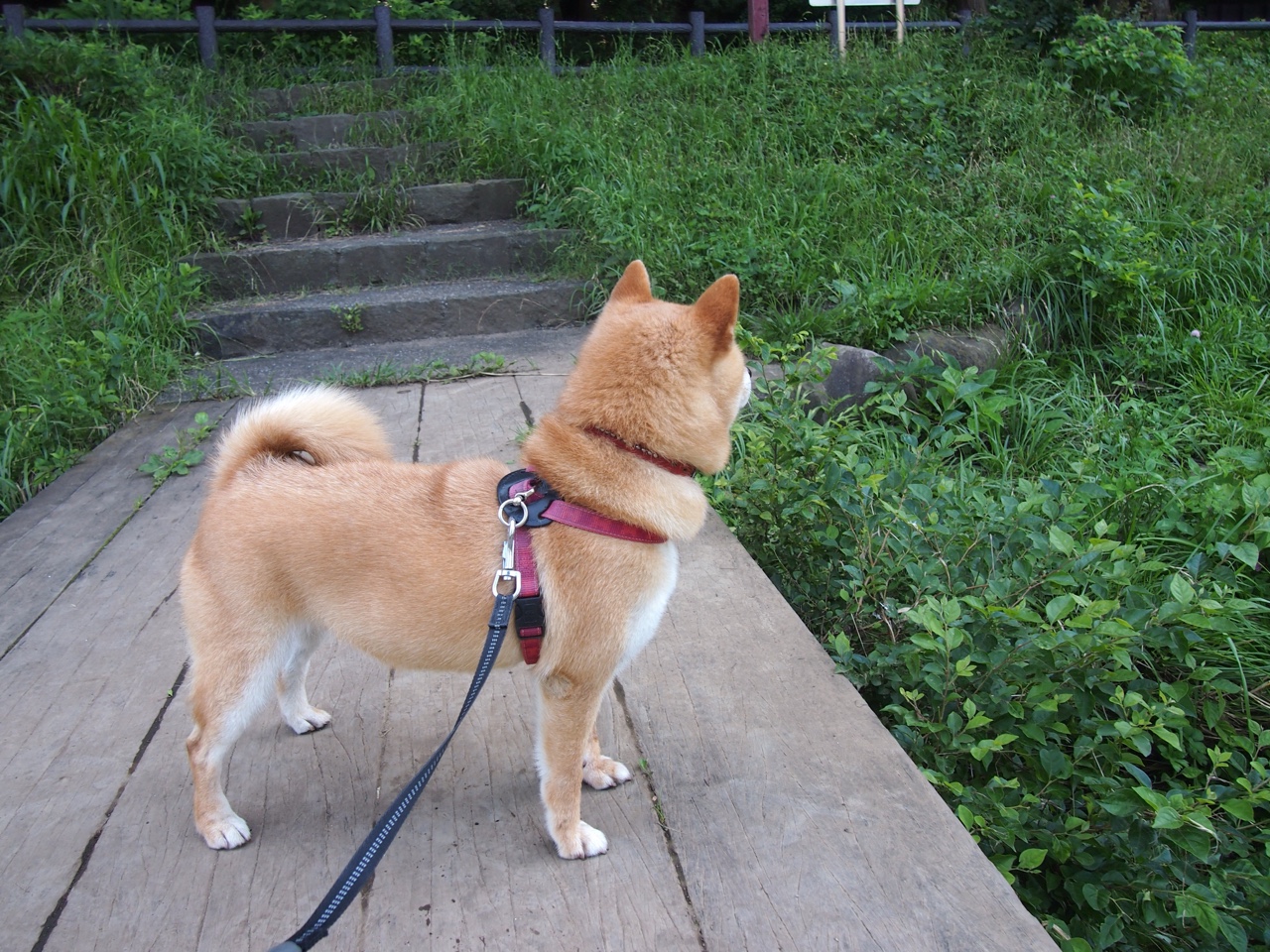 开云体育-雄鹿高飞,开拓者重塑;塔图姆终成关键先生