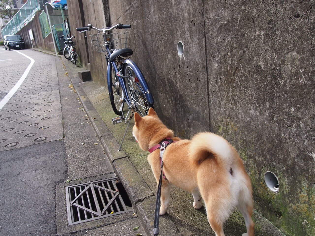 开云体育下载-铁幕下的东方试炼，当骑士封锁北京，米切尔何以成为终极答案？