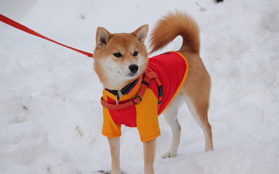 开云下载-铁血防守与巨星闪耀，篮网如何用团队智慧锁死辽宁，利拉德又如何定义夜晚